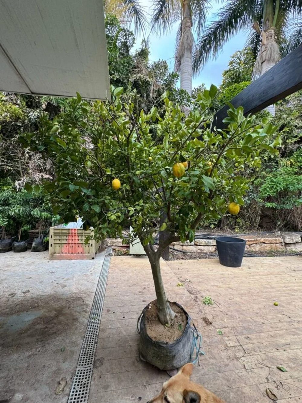 עץ לימון בוגר